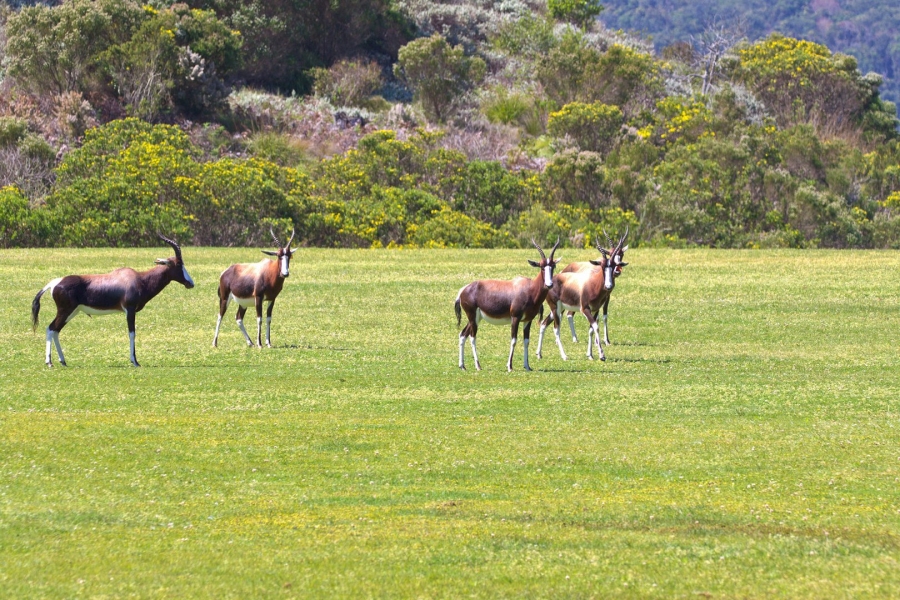  Bedroom Property for Sale in Pezula Private Estate Western Cape